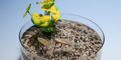 Robotics for sustainability